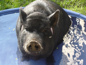 Peyton takes a bath.