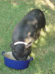 Peyton scarfs down beef stew from the pot.